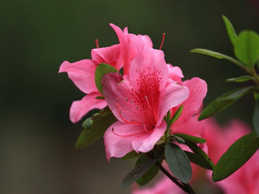 杜鵑花商標注冊哪一類？