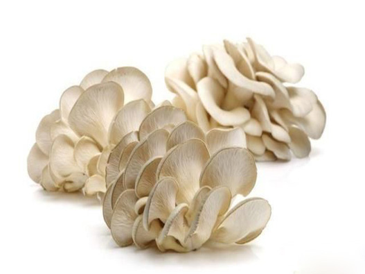 鳳尾菇商標(biāo)注冊哪一類？