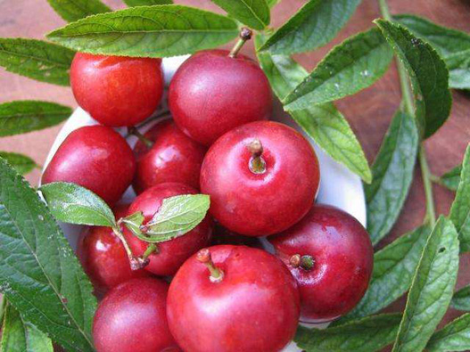 鈣果商標注冊哪一類？