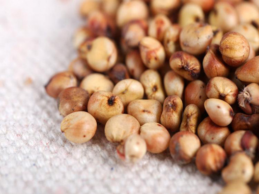 高粱種子商標注冊哪一類？