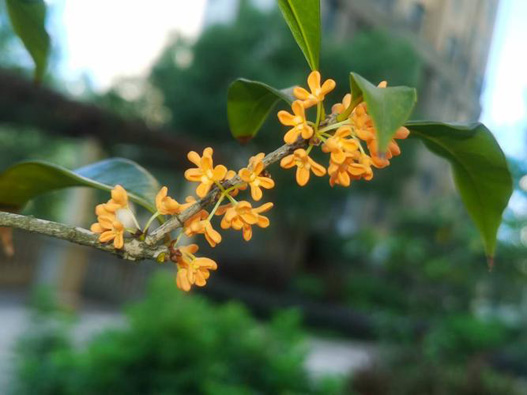 桂花商標注冊哪一類？