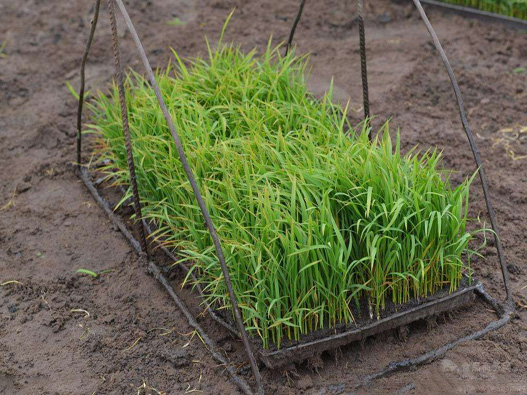 谷子苗商標注冊哪一類？