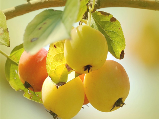 海棠果商標注冊哪一類？