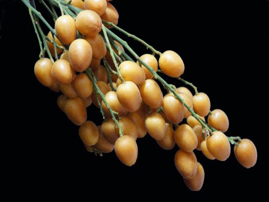 黃皮罐頭商標注冊屬于哪一類？