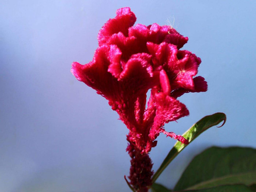 雞冠花商標注冊哪一類？