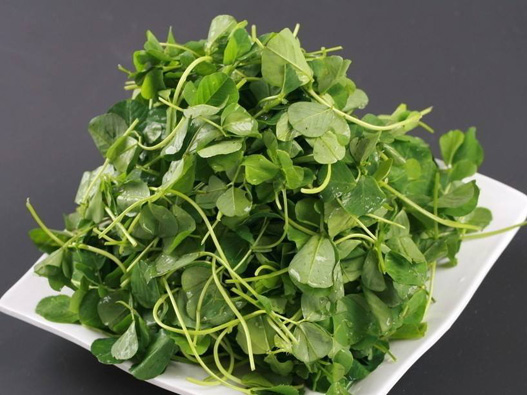 金花菜商標(biāo)注冊哪一類？