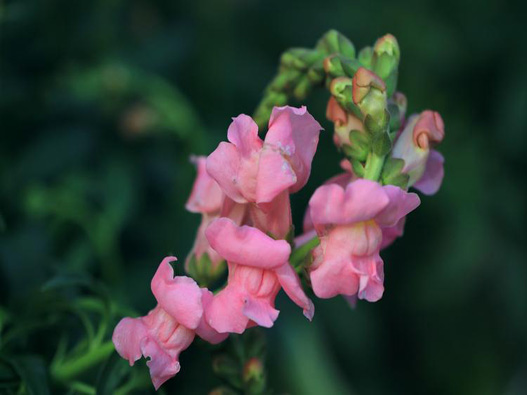 金魚草商標(biāo)注冊(cè)哪一類？