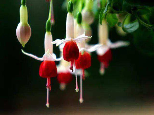 金鐘花商標(biāo)注冊(cè)哪一類？