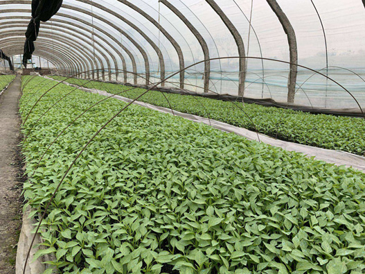 辣椒苗商標注冊哪一類？