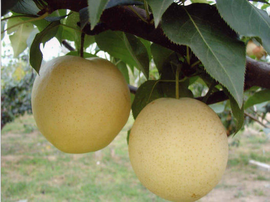 梨商標(biāo)注冊的材料是什么？