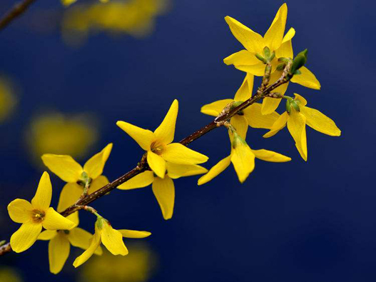 連翹花