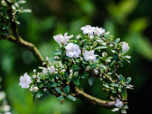 六月雪商標注冊哪一類？