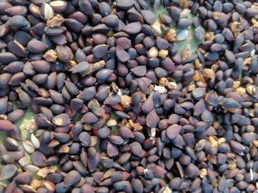 梨樹種子商標注冊哪一類？