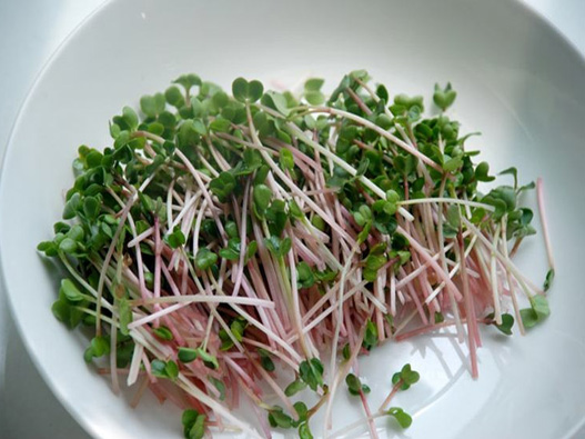 蘿卜芽商標注冊屬于哪一類？