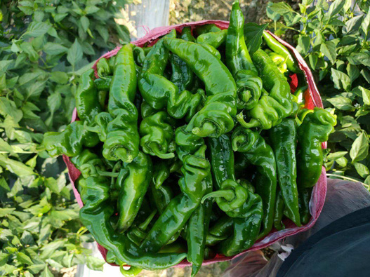 螺絲椒商標(biāo)注冊哪一類？