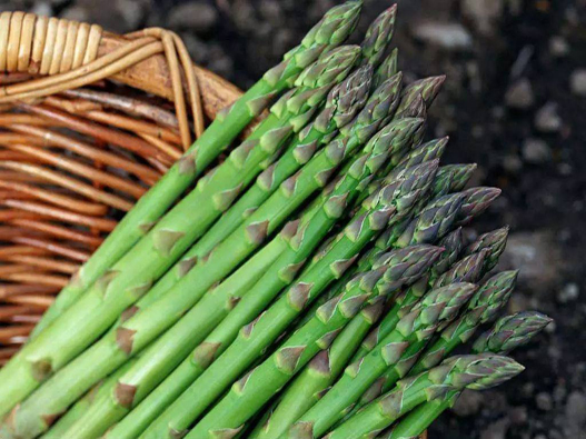 蘆筍商標(biāo)注冊屬于哪一類？