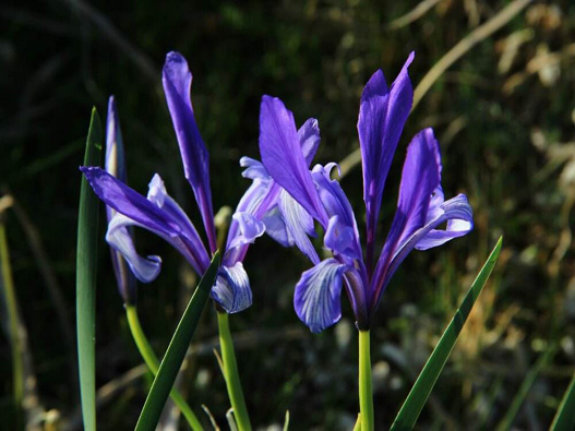 馬蘭花商標(biāo)注冊(cè)哪一類？