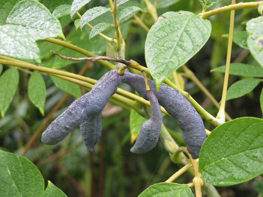 貓屎瓜商標注冊哪一類？