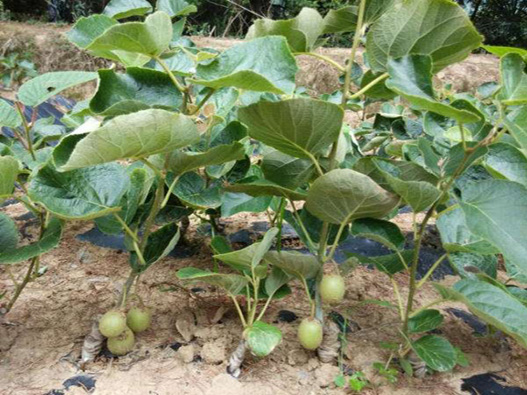 獼猴桃苗商標注冊哪一類？