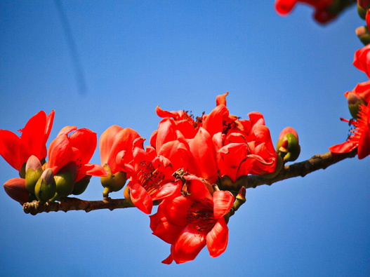 木棉花商標(biāo)注冊(cè)哪一類？