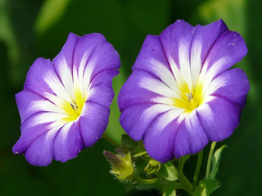 牽牛花商標注冊哪一類？