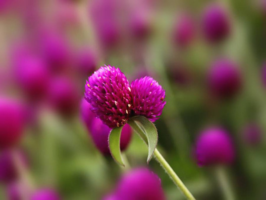 千日紅商標(biāo)注冊(cè)哪一類？