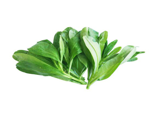 人參菜商標(biāo)注冊哪一類？