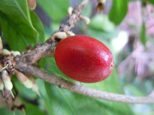 神秘果商標注冊哪一類？