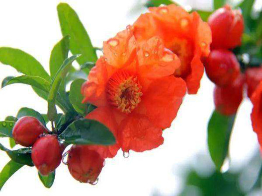 石榴花商標注冊哪一類？