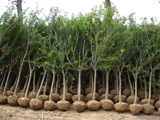 石榴樹種子商標注冊哪一類？