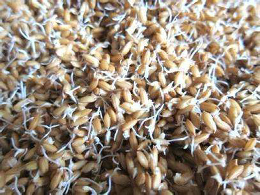 水稻種子商標注冊哪一類？