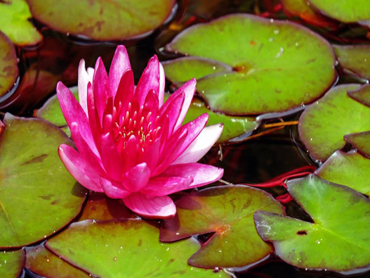 睡蓮商標(biāo)注冊(cè)哪一類？