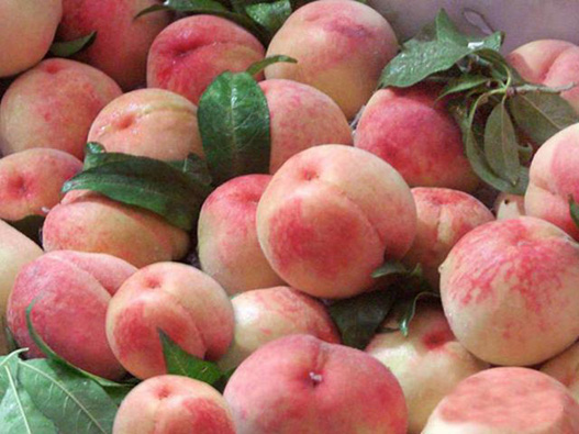 水蜜桃商標注冊的材料是什么？