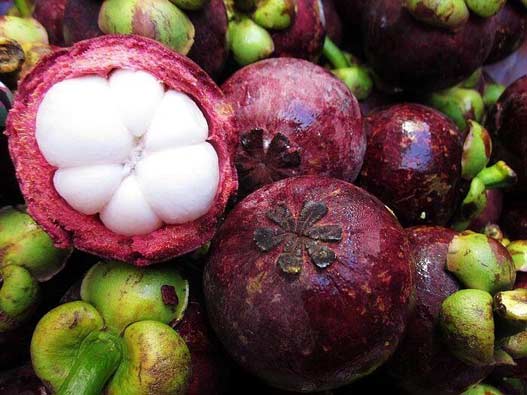 山竹商標注冊要多少費用？