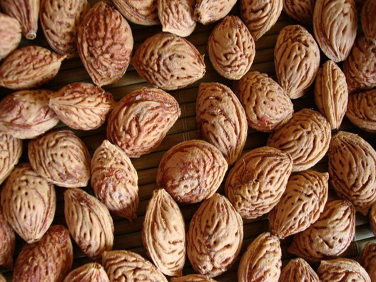 桃樹種子商標注冊哪一類？