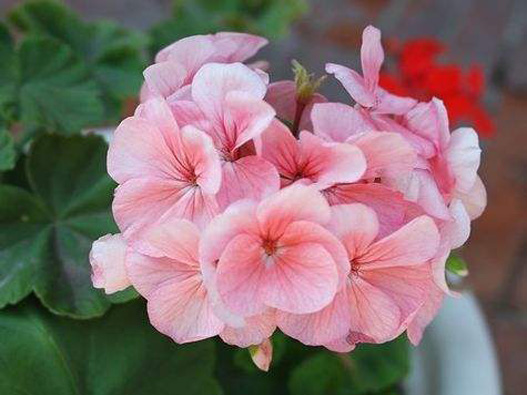 天竺葵商標(biāo)注冊(cè)哪一類？