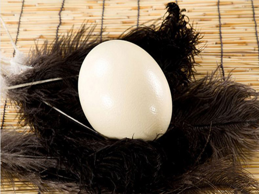 鴕鳥蛋商標注冊屬于哪一類？