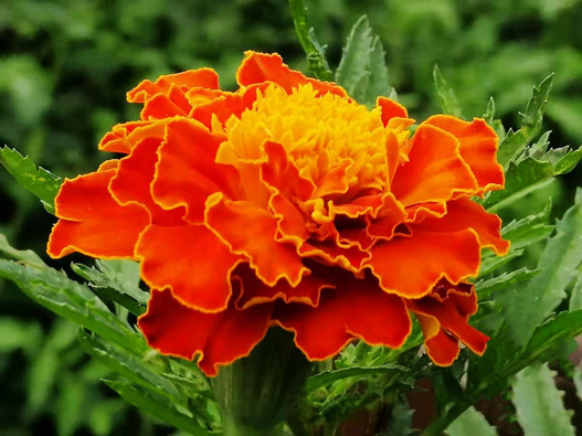 萬(wàn)壽菊商標(biāo)注冊(cè)哪一類？