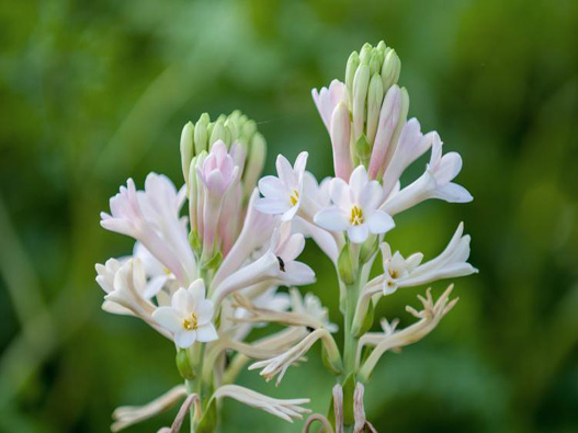 晚香玉商標(biāo)注冊(cè)哪一類？