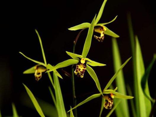 夏蘭商標(biāo)注冊(cè)哪一類？