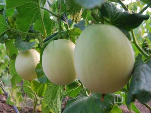 香瓜商標注冊的步驟有哪些？