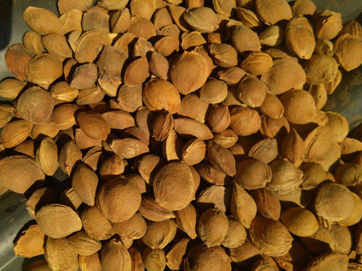 杏樹種子商標注冊哪一類？