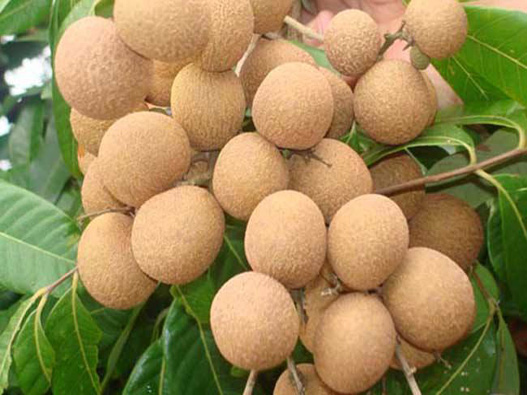 注冊(cè)龍眼商標(biāo)