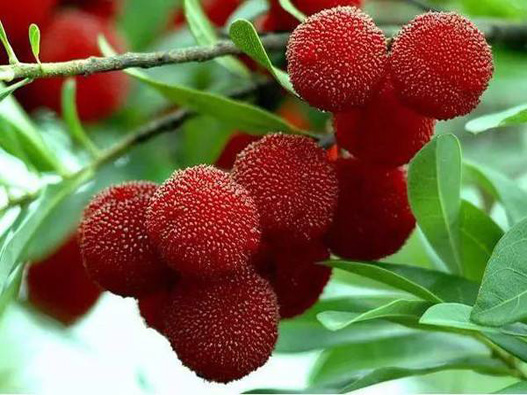 楊梅商標注冊要多少費用？