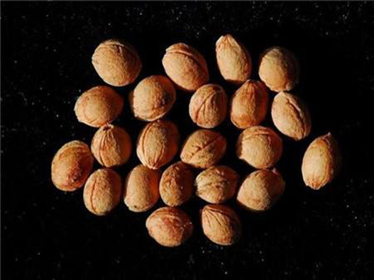 櫻桃種子商標注冊哪一類？