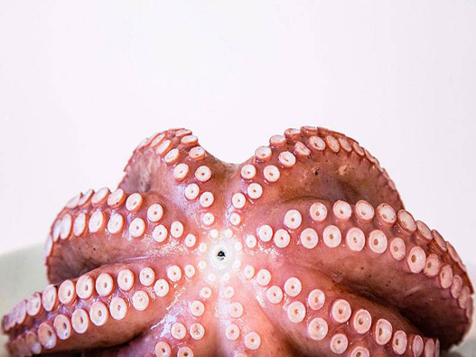 章魚(yú)商標(biāo)注冊(cè)屬于哪一類？