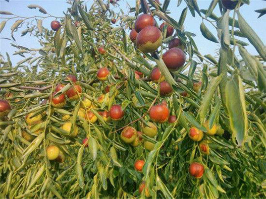 棗樹種子商標注冊哪一類？