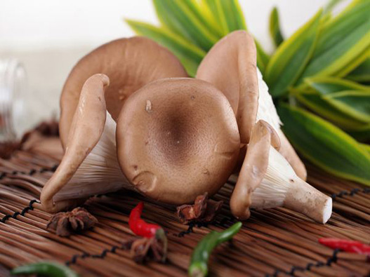 豬肚菇商標(biāo)注冊哪一類？