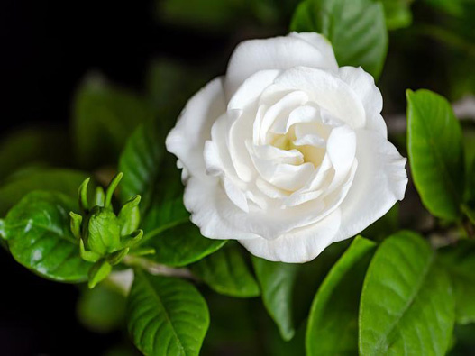 梔子花商標(biāo)注冊(cè)哪一類？