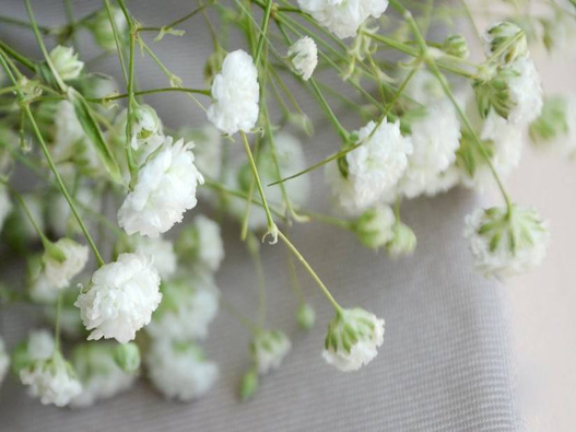 滿天星商標(biāo)注冊(cè)哪一類？